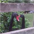 Dawlish Black Swans